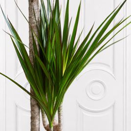 Драцена маргината (Dracaena marginata) 160 см, 3 ствола