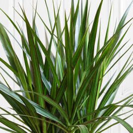 Драцена маргината (Dracaena marginata) 160 см, 3 ствола