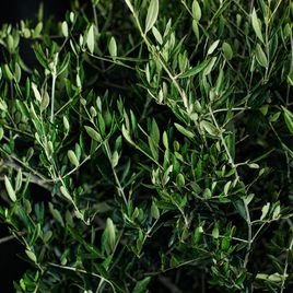 Оливковое дерево «Европейское» (Olea europaea) 150-170 см