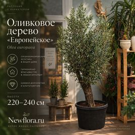 Оливковое дерево «Европейское» (Olea europaea) 220-240 см