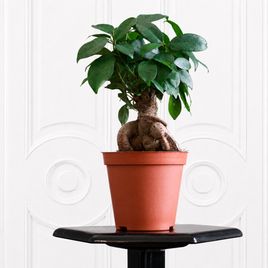 Фикус Микрокарgа Гинсенг (Ficus microcarpa Ginseng) 30 см
