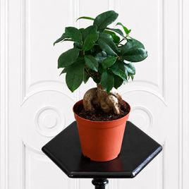 Фикус Микрокарgа Гинсенг (Ficus microcarpa Ginseng) 30 см
