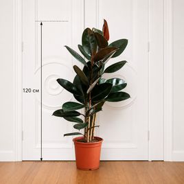 Фикус эластика Абиджан (Ficus elastica «Abidjan») 120 см, 2 ствола