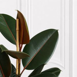 Фикус эластика Абиджан (Ficus elastica «Abidjan») 120 см, 2 ствола