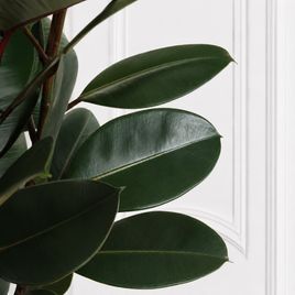 Фикус эластика Абиджан (Ficus elastica «Abidjan») 120 см, 2 ствола