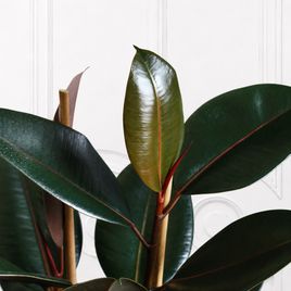Фикус эластика Абиджан (Ficus elastica «Abidjan») 120 см, 2 ствола
