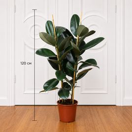 Фикус эластика «Робуста» (Ficus elastica «Robusta») 120 см, 2 ствола