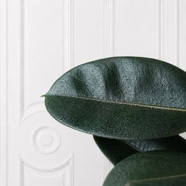 Фикус эластика «Робуста» (Ficus elastica «Robusta») 120 см, 2 ствола