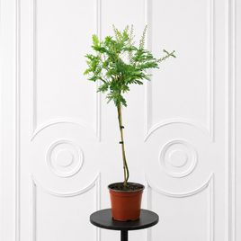 Мимоза в горшке «Акация парадокса» (Acacia paradoxa) 100 см