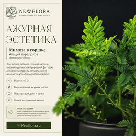 Мимоза в горшке «Акация парадокса» (Acacia paradoxa) 100 см
