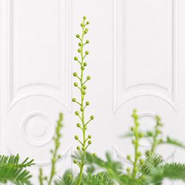 Мимоза в горшке «Акация парадокса» (Acacia paradoxa) 100 см