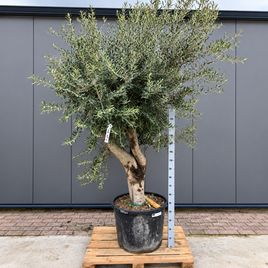 Оливковое дерево «Европейское» (Olea europaea) 220-240 см