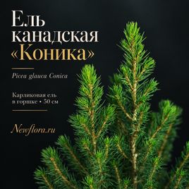 Ель канадская «Коника» (Picea glauca Conica), карликовая в горшке 50 см