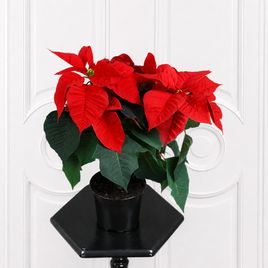 Пуансеттия красная (Euphorbia pulcherrima) 35-40 см