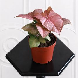 Сингониум Неон (Syngonium podophyllum Neon) 30 см