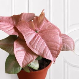 Сингониум Неон (Syngonium podophyllum Neon) 30 см