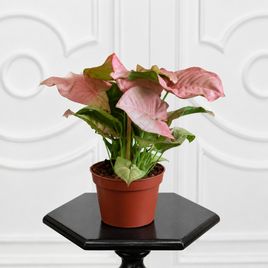 Сингониум Неон (Syngonium podophyllum Neon) 30 см