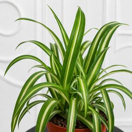 Хлорофитум Вариегатум (Chlorophytum comosum Variegatum) 25 см