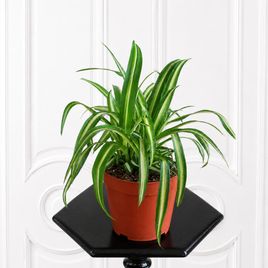 Хлорофитум Вариегатум (Chlorophytum comosum Variegatum) 25 см