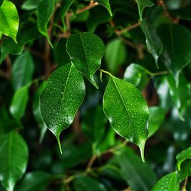Фикус Бенджамина (Ficus benjamina) 140 см