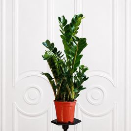 Замиокулькас «Zamiifolia» 100 см, 9-10 стеблей