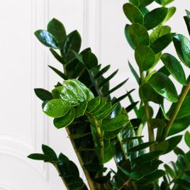 Замиокулькас «Zamiifolia» 100 см, 9-10 стеблей