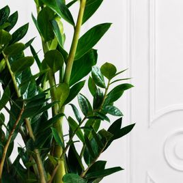 Замиокулькас «Zamiifolia» 100 см, 9-10 стеблей