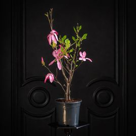 Магнолия цветущая в горшке (Magnolia) 60см