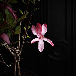 Магнолия цветущая в горшке (Magnolia) 60см