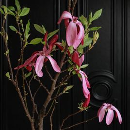 Магнолия цветущая в горшке (Magnolia) 60см