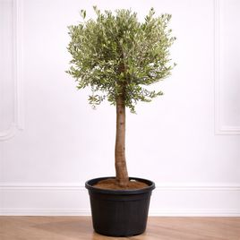 Оливковое дерево «Европейское» (Olea europaea) 160-170см