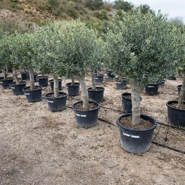 Оливковое дерево «европейское» (высота 190см)