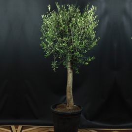 Оливковое дерево «Европейское» (Olea europaea) 160-170см