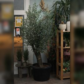 Оливковое дерево «Европейское» (Olea europaea) 220-240см