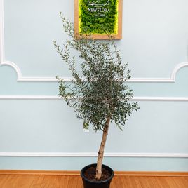 Оливковое дерево «Европейское» (Olea europaea) 150-170 см