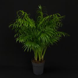 Пальма Хамедорея Элеганс (Chamaedorea Elegance) 85см