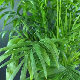 Пальма Хамедорея Элеганс (Chamaedorea Elegance) 85см