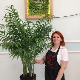 Пальма Хамедорея Элеганс (Chamaedorea Elegance) 85см