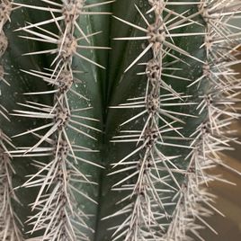 Кактус Пахицереус принглей (Pachycereus pringlei) или (Слоновий кактус) 100см * Этот кактус растет в парке «Абрау-Дюрсо»
