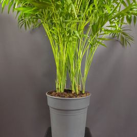 Пальма Хамедорея Элеганс (Chamaedorea Elegance) 85см