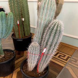Кактус Пахицереус принглей (Pachycereus pringlei) или (Слоновий кактус) 100см * Этот кактус растет в парке «Абрау-Дюрсо»