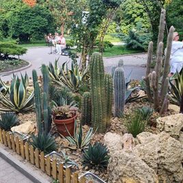 Кактус Пахицереус принглей (Pachycereus pringlei) или (Слоновий кактус) 100см * Этот кактус растет в парке «Абрау-Дюрсо»