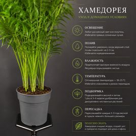 Пальма Хамедорея Элеганс (Chamaedorea Elegance) 85 см