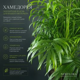 Пальма Хамедорея Элеганс (Chamaedorea Elegance) 85 см