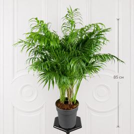 Пальма Хамедорея Элеганс (Chamaedorea Elegance) 85 см
