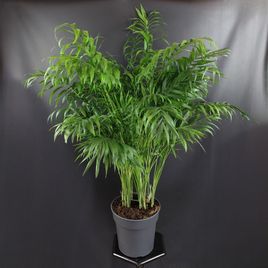 Пальма Хамедорея Элеганс (Chamaedorea Elegance) 85см