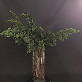 Ветки благородного кипариса с шишками 40-60см (поштучно)