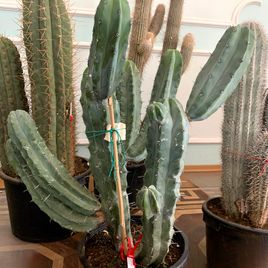 Кактус Миртиллокактус Геометризанс (Myrtillocactus geometrizans) 120см * Этот кактус растет в парке «Абрау-Дюрсо»