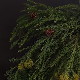 Ветка Мережки 40-60см (поштучно)