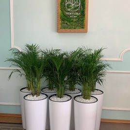 Пальма Хризалидокарпус Лутесценс (Chrysalidocarpus lutescens) 80см